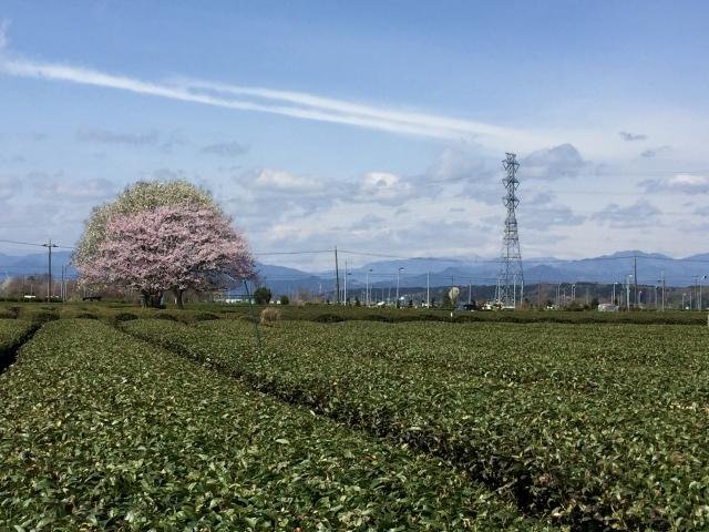 狭山茶